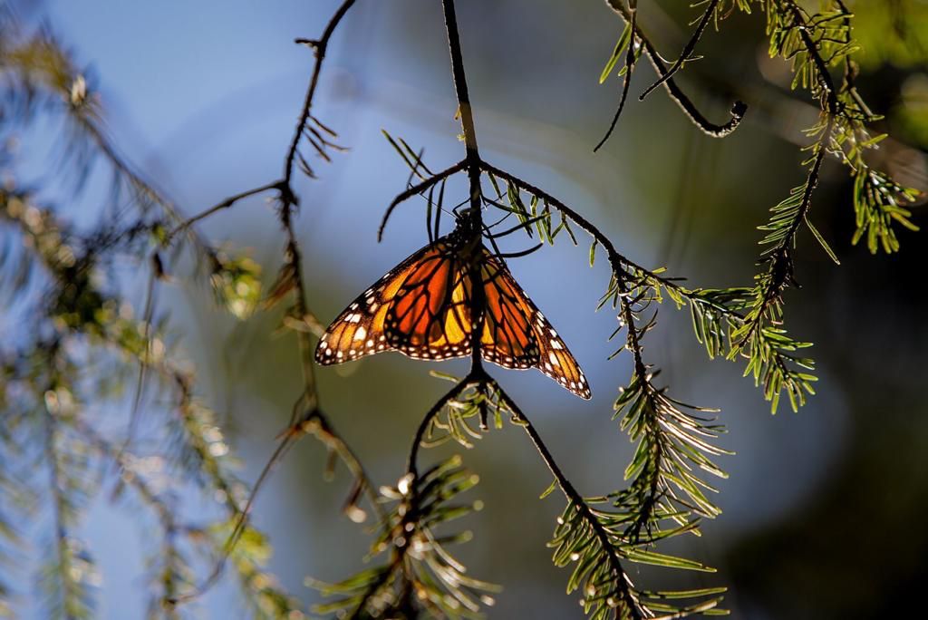La Mariposa Monarca llega a tiempo a su cita en los bosques michoacanos