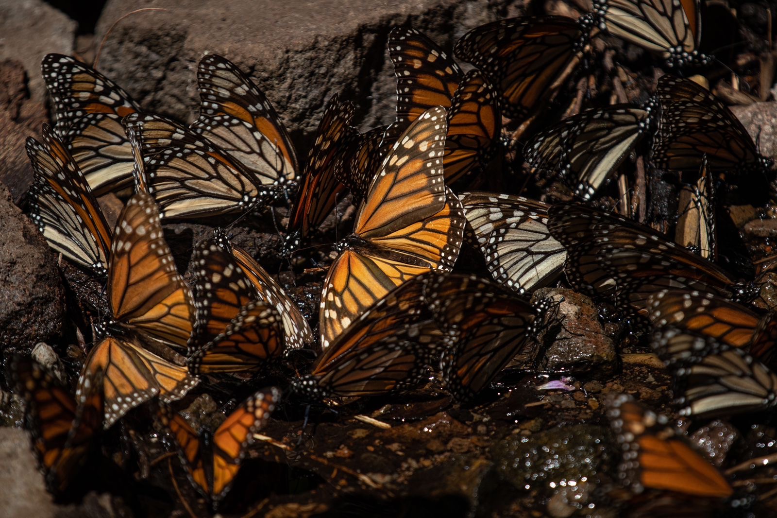Disfruta el esplendor de la Mariposa Monarca en los bosques michoacanos