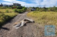 Abandonan cadáver putrefacto en las afueras de Ario de Rayón