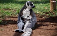 ¡Ternuritas! Nacen gemelos de lémur en el Zoo de Morelia