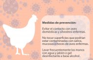 Michoacán, sin casos de gripe aviar en humanos: SSM