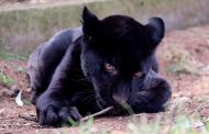 Muere jaguar en el zoológico por inundación provocada por el Ayuntamiento de Morelia
