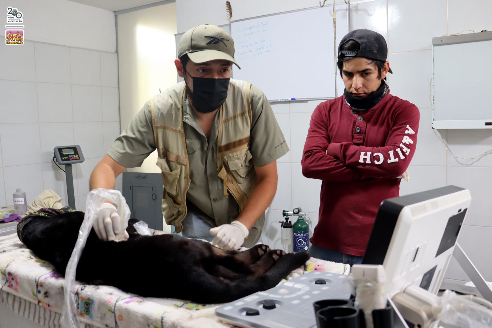 Reporta el zoológico delicada de salud a la jaguar rescatada y a guanacos, tras su contacto con lodos contaminados del OOAPAS