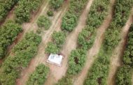 Estos son los criterios para certificar las huertas de aguacate