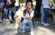 Realizarán campaña de adopción de animales de compañía