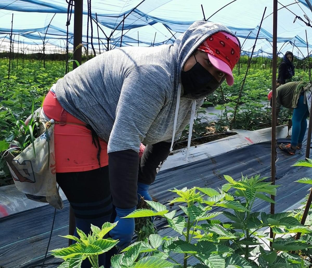 Capacitaran en Microbiología Básica y Toma de Muestras para Análisis de Cultivos Agrícolas en Zamora