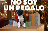 Por esta razón no debes regalar mascotas en Navidad