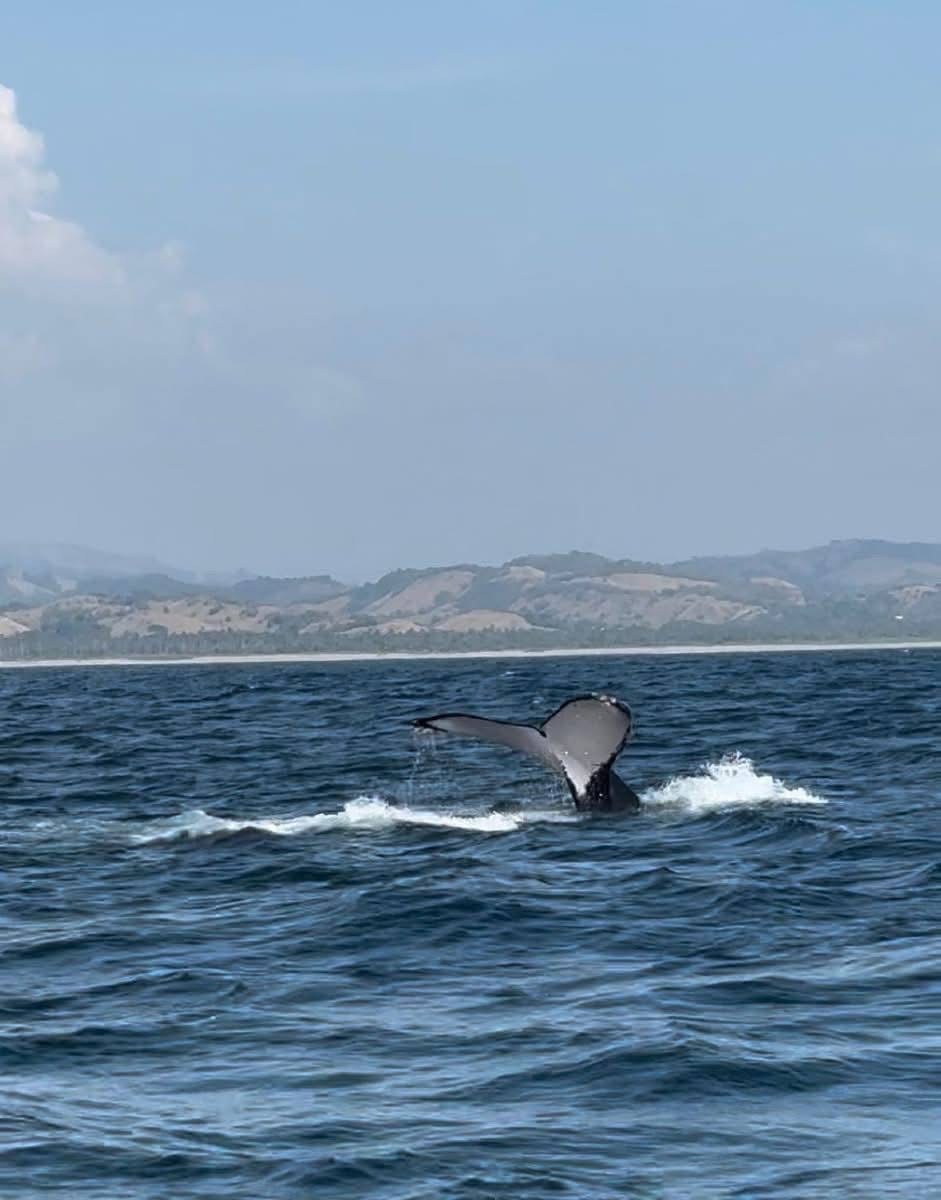 ¡Espectacular! Llegan ballenas a costas de Michoacán