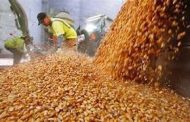 Adeuda Sader a productores alrededor de 6 mdp del programa Apoyo Federal Extraordinario, para la comercialización del maíz