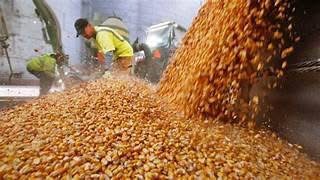 Adeuda Sader a productores alrededor de 6 mdp del programa Apoyo Federal Extraordinario, para la comercialización del maíz
