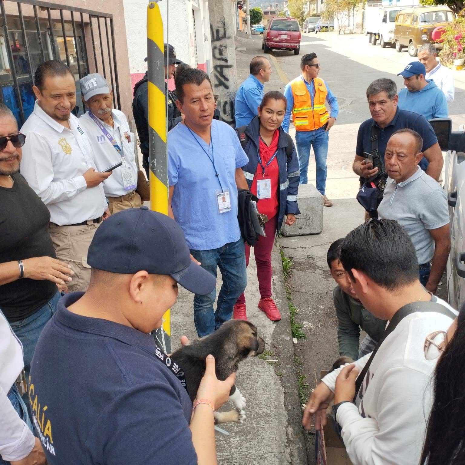 Durante operativo del Día de Reyes, Fiscalía General asegura cinco cachorros abandonados
