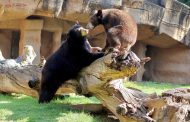 Osito negro del Zoológico de Morelia cumple un año y festeja a lo grande