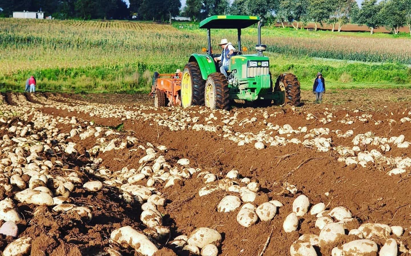 Cultivo de papa a la baja en zona de la meseta purépecha