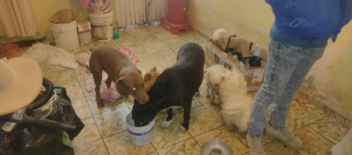 En La Piedad, la Fiscalía General rescata 29 caninos víctimas de maltrato animal