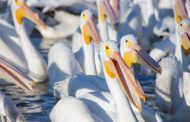 Conoce las actividades del Festival Biocultural del Pelícano Borregón
