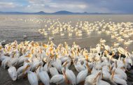 ¡Sorpréndete! Petatán se pinta de blanco con la llegada de 23 mil pelícanos