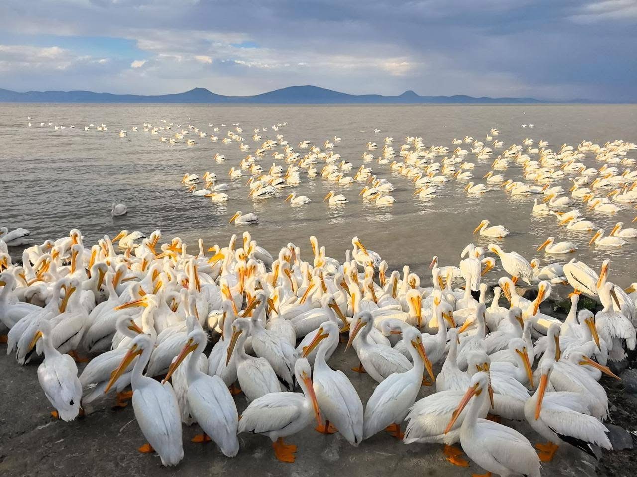 ¡Sorpréndete! Petatán se pinta de blanco con la llegada de 23 mil pelícanos