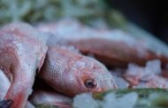 Cuaresma 2025: compra a bajo costo pescado fresco directo de productores michoacanos