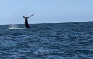 Ballenas despiden temporada en Michoacán con 93% de avistamientos