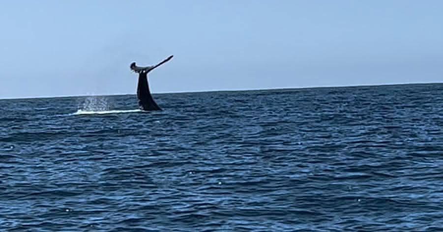 Ballenas despiden temporada en Michoacán con 93% de avistamientos