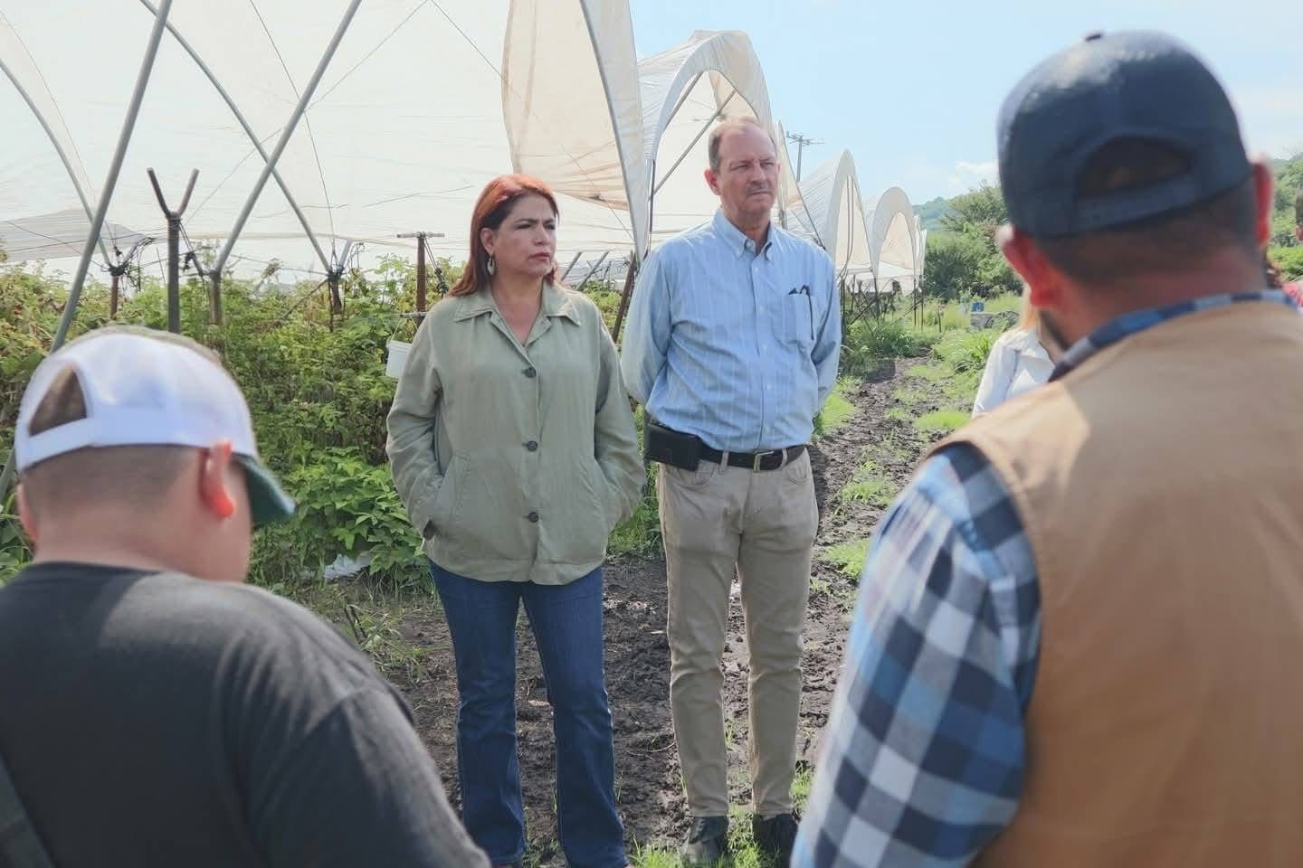 David Martínez Gowman presentó propuesta para exhortar a la Secretaría de Agricultura Federal a retomar la norma fitosanitaria 007 que protege el cultivo de la fresa