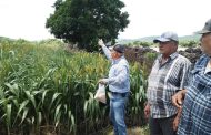 Promueven el Seguro Agrícola entre productores de granos en Zamora