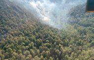 Atendido incendio forestal en la zona del bosque de la Mariposa Monarca: Cofom