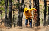 Brigadistas combaten incendios forestales activos en Michoacán: Cofom