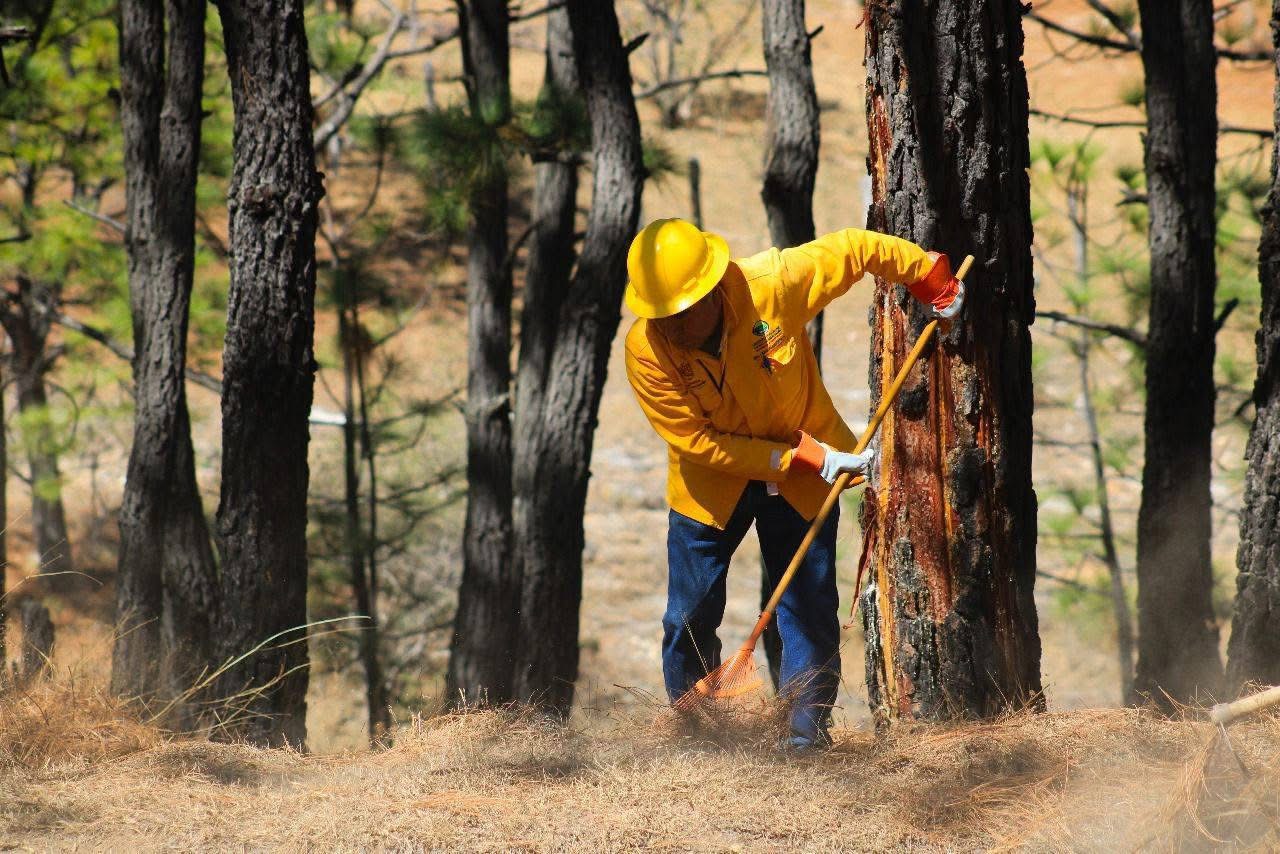 Brigadistas combaten incendios forestales activos en Michoacán: Cofom