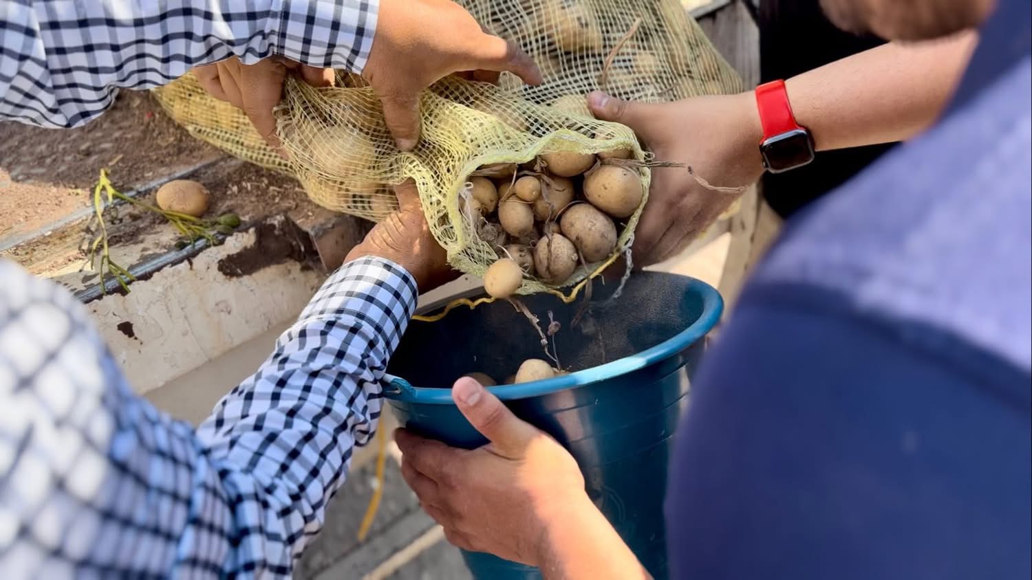 DIF Zamora entrega 2.5 toneladas de papas a familias vulnerables