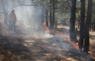 Segundos que salvan hectáreas, Guardián Forestal alerta a tiempo para control eficaz de incendios: Secma