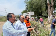 Supervisa Isidoro Mosqueda trabajos de poda y retiros de árboles en la Calzada Jacona