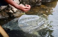 Michoacán fortalece sector pesquero con entrega de 110 mil crías de tilapia