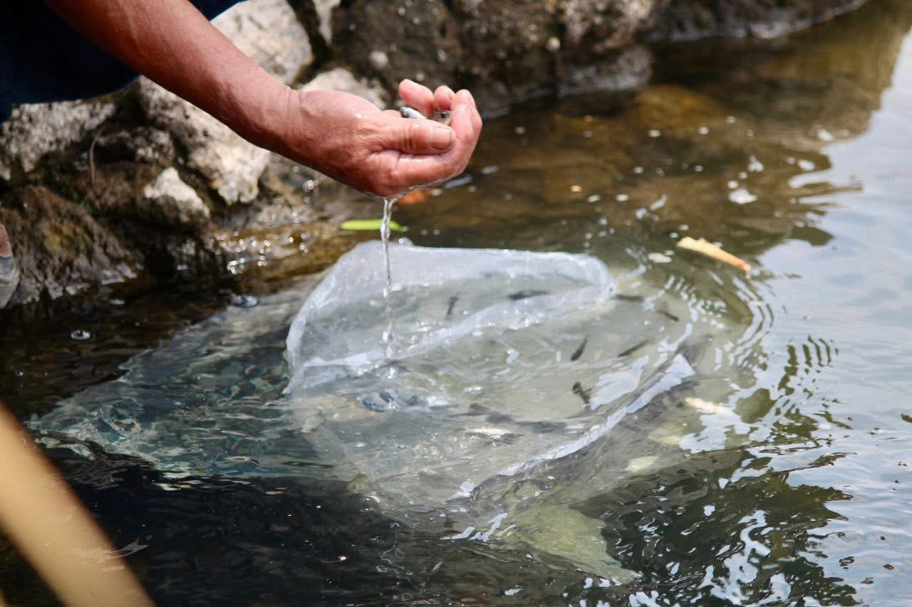 Michoacán fortalece sector pesquero con entrega de 110 mil crías de tilapia
