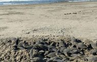 Playas michoacanas ven nacer 5 millones de crías de tortugas marinas: Compesca