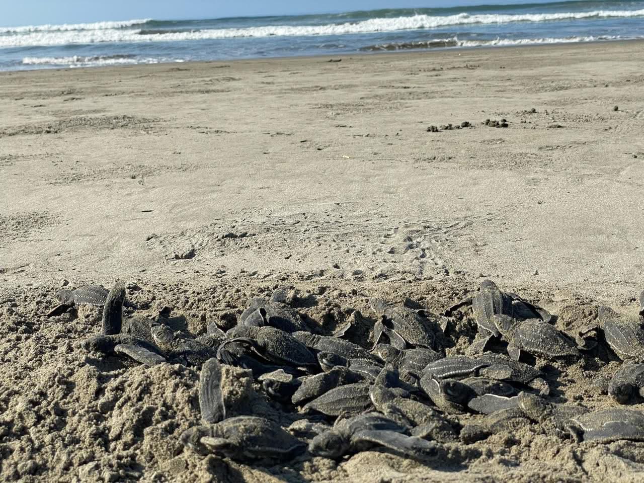 Playas michoacanas ven nacer 5 millones de crías de tortugas marinas: Compesca