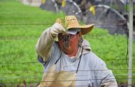 No te quedes sin tus plantas para reforestar, mañana cierra plazo para solicitar: Cofom