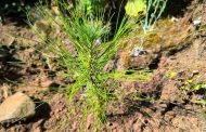 Pulmón de Michoacán crece, 7 de cada 10 árboles reforestados sobreviven: Cofom
