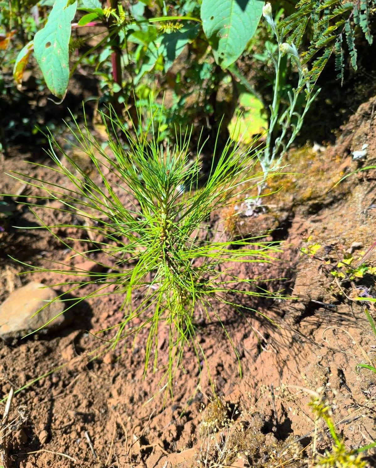 Pulmón de Michoacán crece, 7 de cada 10 árboles reforestados sobreviven: Cofom