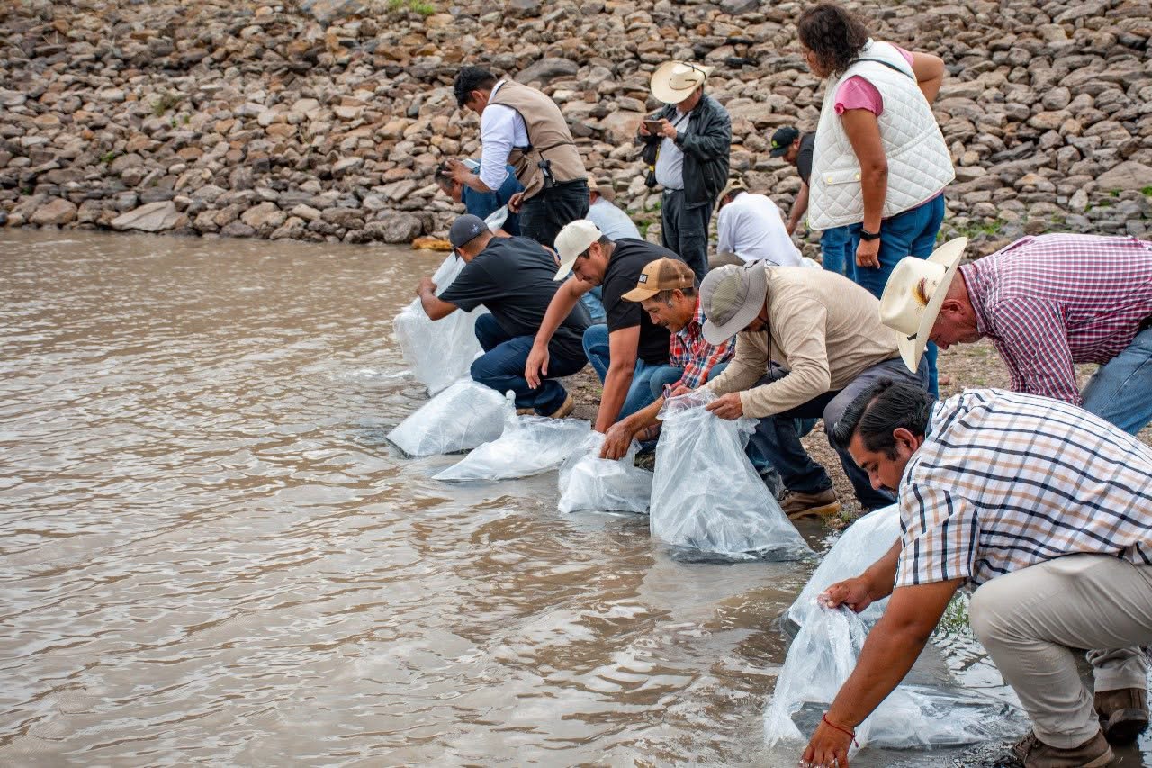 REACTIVAN LA ACUICULTURA EN LA PIEDADCON LA SIEMBRA DE 70 MIL TILAPIAS