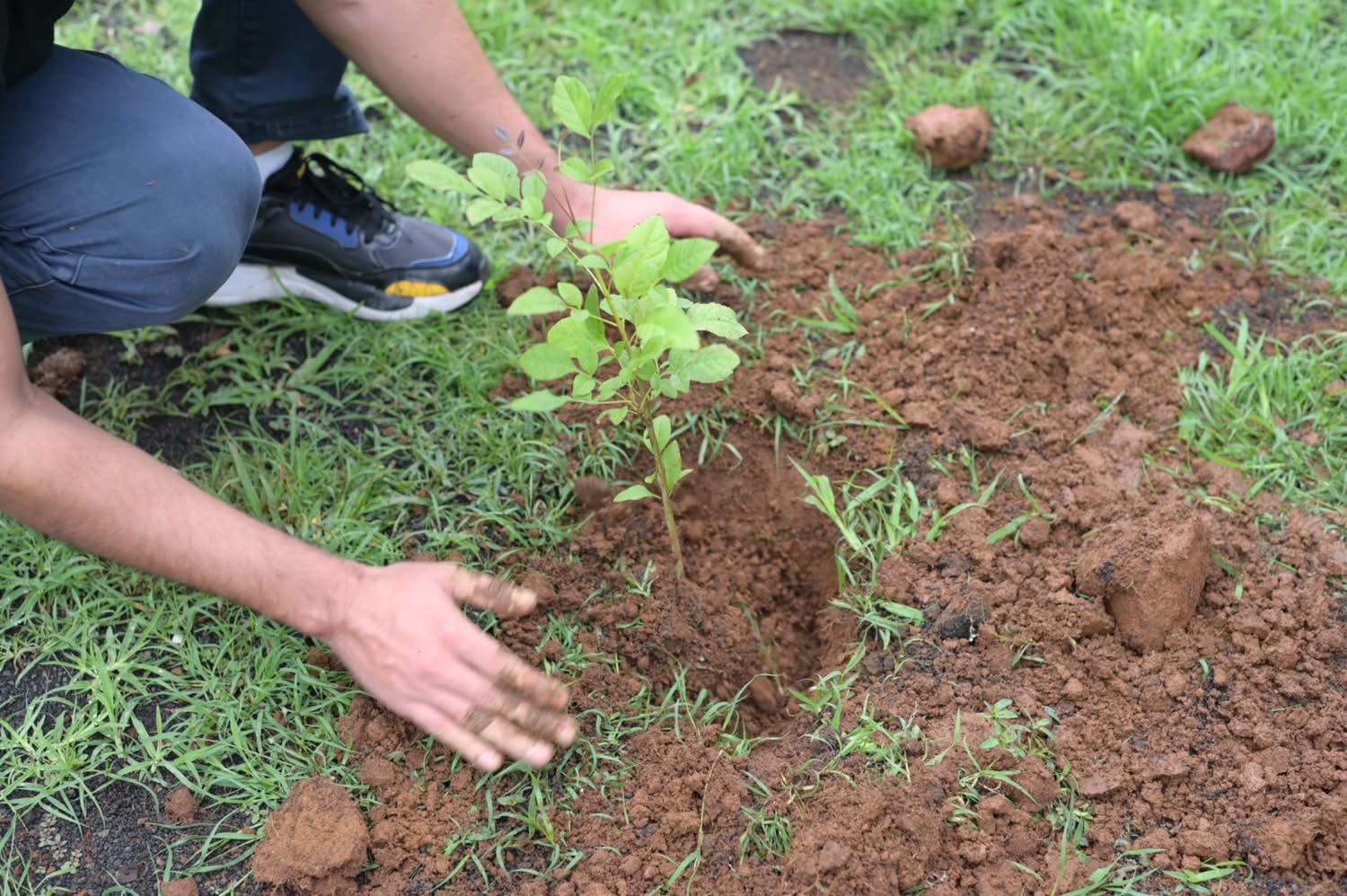 Impulsa DIF Zamora cultura ambiental con jornada de reforestación