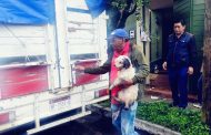 En cateo, rescata FGE a 11 ejemplares caninos víctimas de maltrato animal