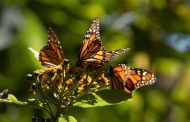 Biosfera de la Monarca, un tesoro natural que cumple 17 años como Patrimonio Mundial: Sectur