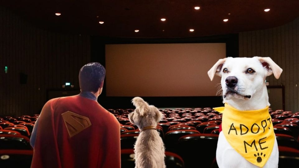 ¡Krypto lo hizo! Adopciones de perros se disparan 513% tras estreno de Superman