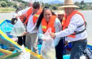 Gobierno de Michoacán siembra 15 mil crías de pescado blanco en el lago de Pátzcuaro