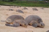 Comienzan arribazones masivas de tortugas marinas en Michoacán: Compesca