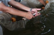 Pescado blanco de Pátzcuaro será protegido con Indicación Geográfica: ICTI