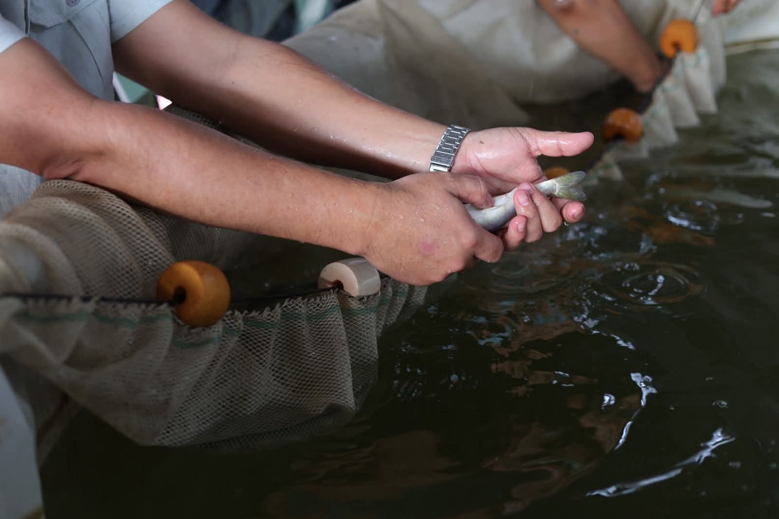 Pescado blanco de Pátzcuaro será protegido con Indicación Geográfica: ICTI