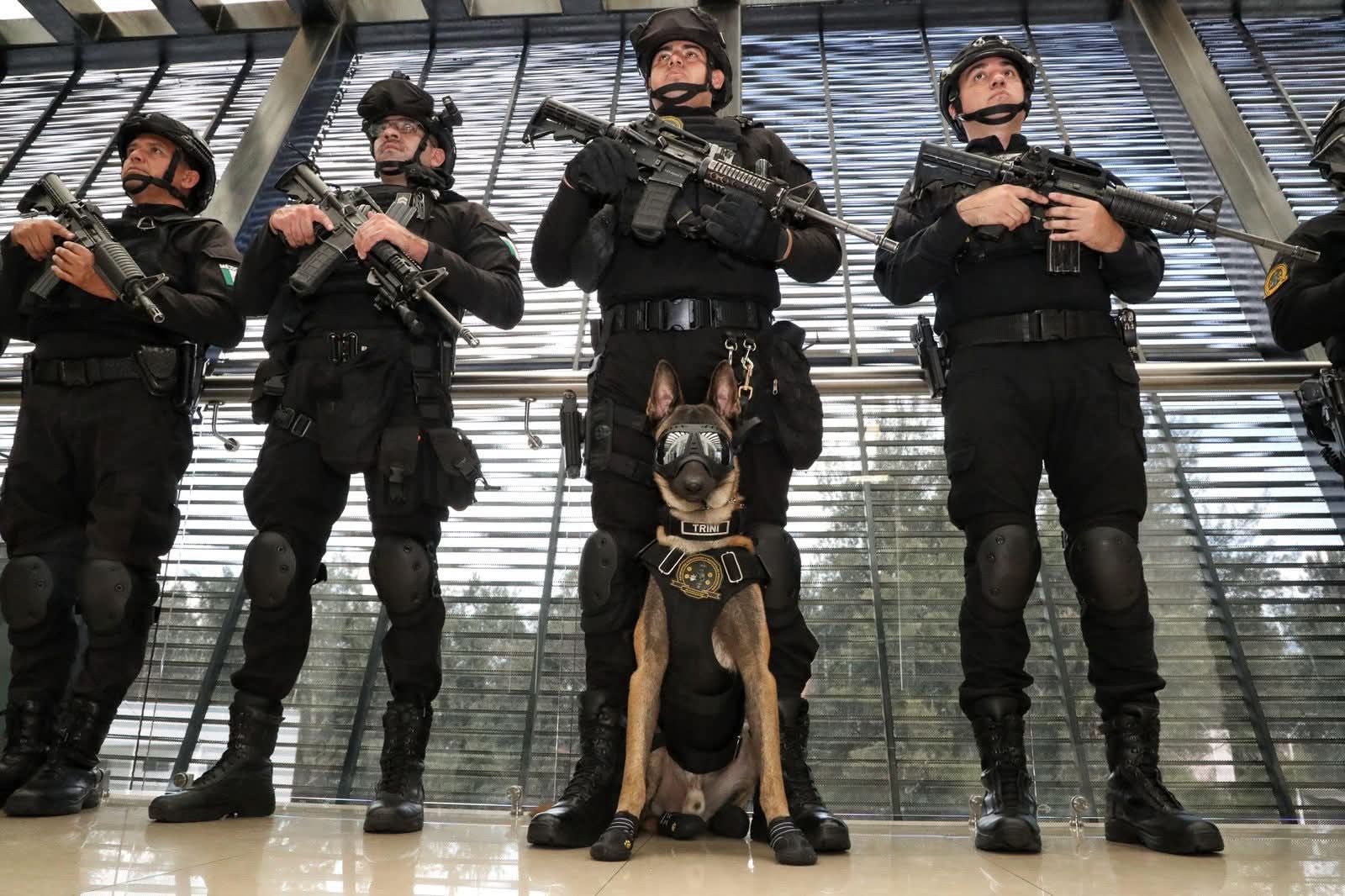 Binomios caninos de la Guardia Civil, aliados en el combate a la delincuencia: SSP