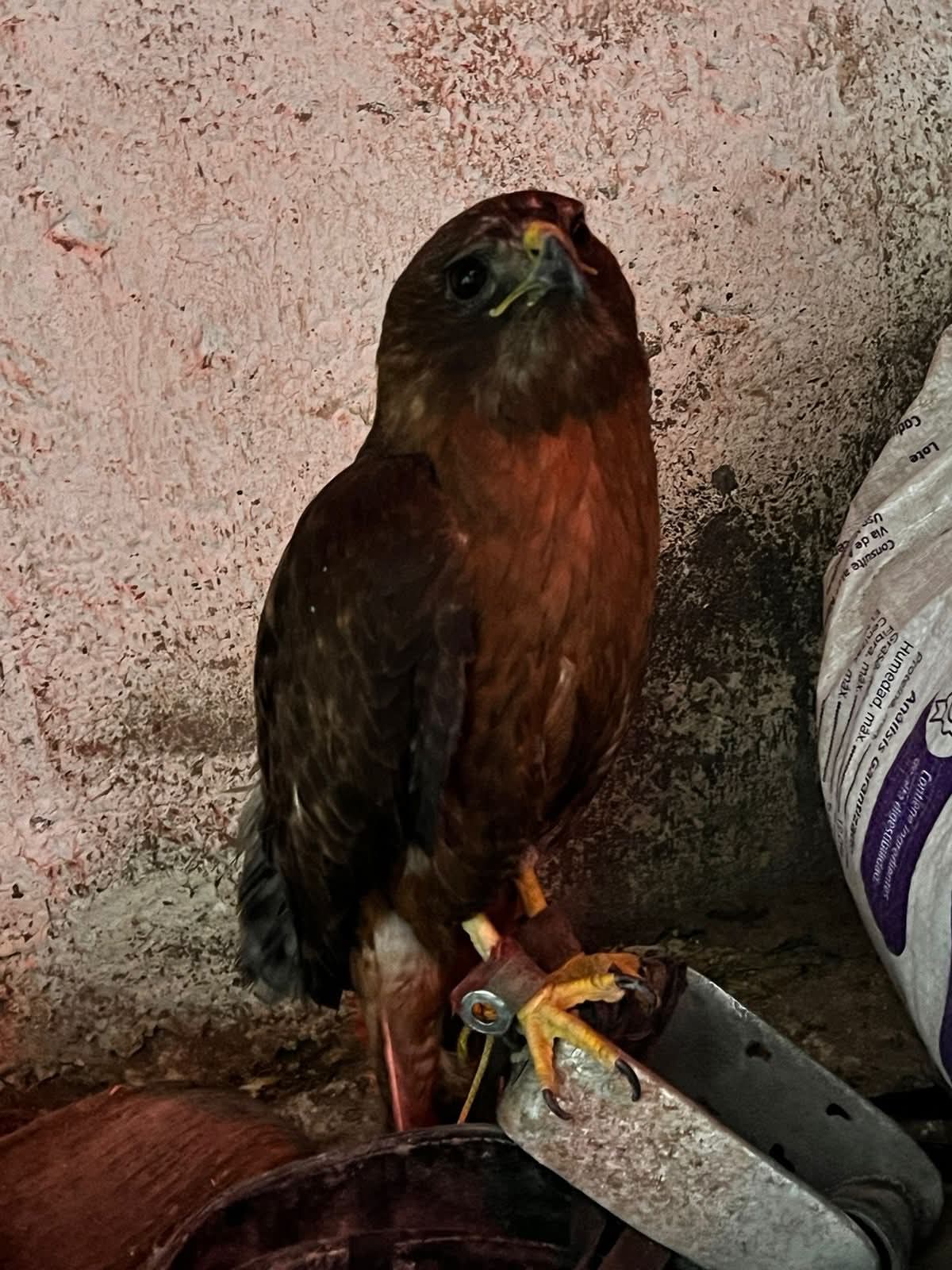 Participa SSP en aseguramiento de inmueble, 10 vehículos y animales exóticos